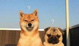 雷利爆料巴哥视频大全,巴哥视频大全背后的精彩瞬间