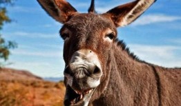 二驴老爸爆料了吗视频,独家内幕大公开